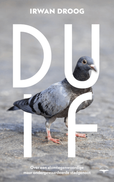 Duif